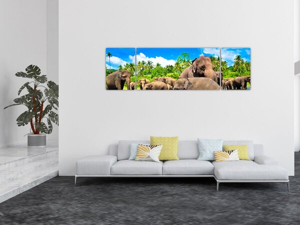 Obraz - Sloni, Sri Lanka (170x50 cm)