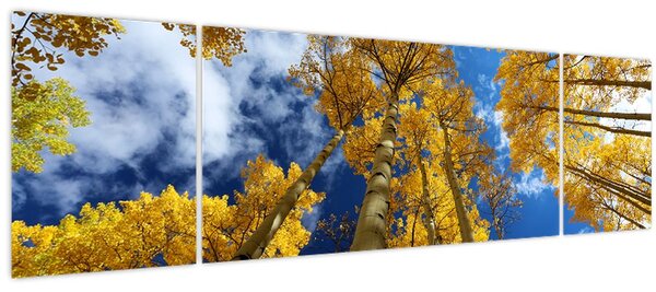 Obraz - Aspen (170x50 cm)