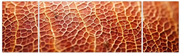 Obraz - Detail textury (170x50 cm)