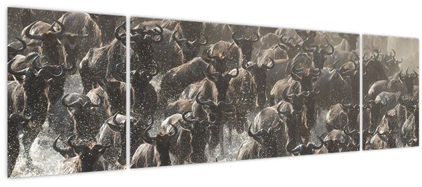 Obraz - Stádo pakoňů (170x50 cm)