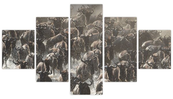 Obraz - Stádo pakoňů (125x70 cm)
