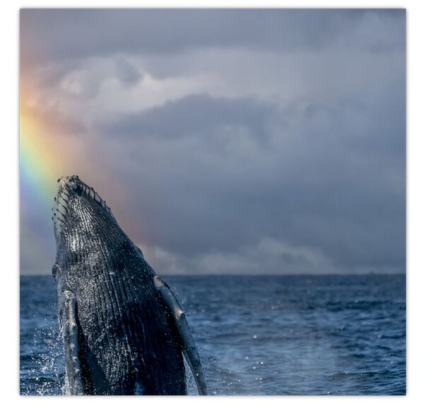 Obraz - Keporkak (30x30 cm)
