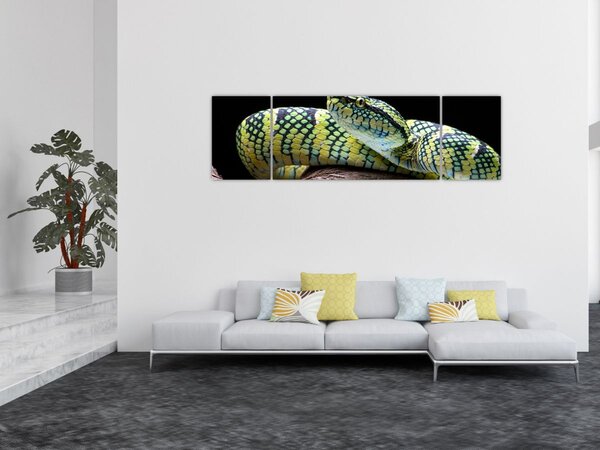 Obraz - Chřestýšovec Waglerův (170x50 cm)