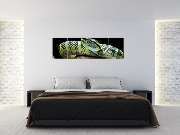 Obraz - Chřestýšovec Waglerův (170x50 cm)