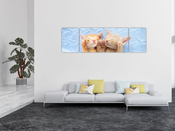 Obraz - Spící koťátka (170x50 cm)