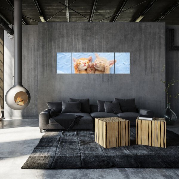 Obraz - Spící koťátka (170x50 cm)