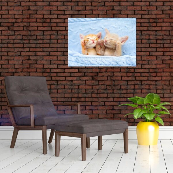 Obraz - Spící koťátka (70x50 cm)
