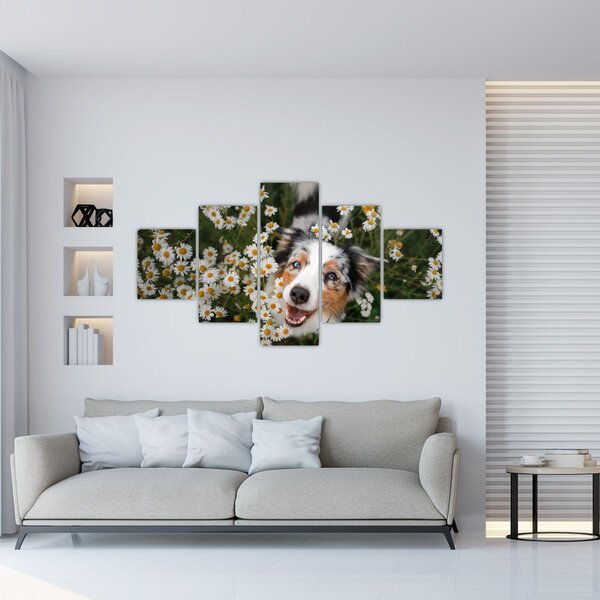 Obraz - Australský ovčák (125x70 cm)