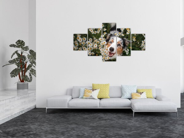Obraz - Australský ovčák (125x70 cm)