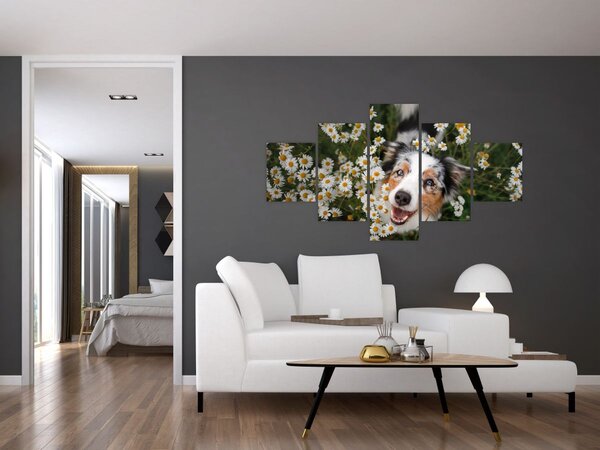 Obraz - Australský ovčák (125x70 cm)