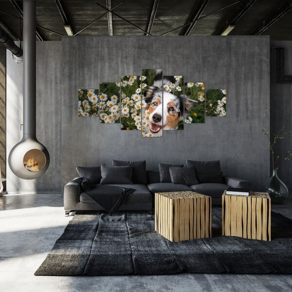 Obraz - Australský ovčák (210x100 cm)