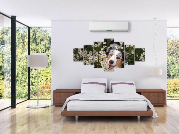 Obraz - Australský ovčák (210x100 cm)