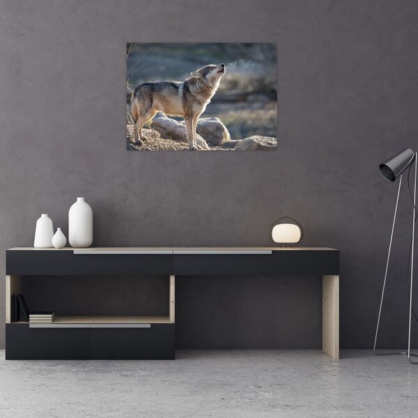 Obraz - Vyjící vlk (70x50 cm)