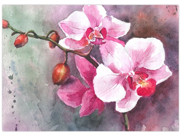 Obraz - Orchideje, aquarel (70x50 cm)