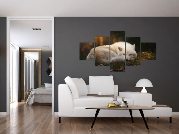 Obraz - Odpočívající vlk (125x70 cm)