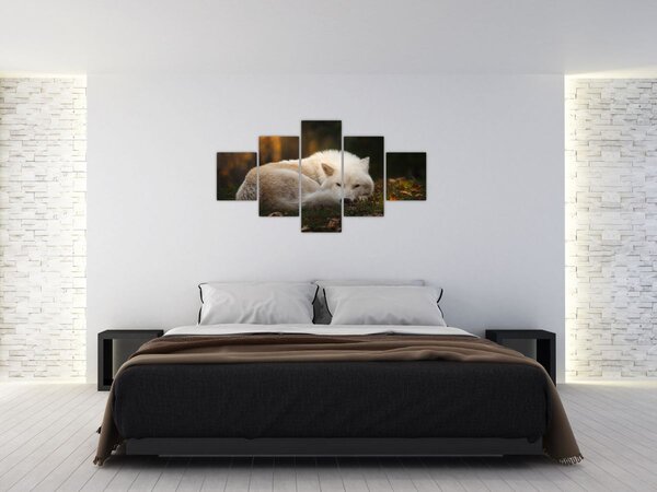 Obraz - Odpočívající vlk (125x70 cm)