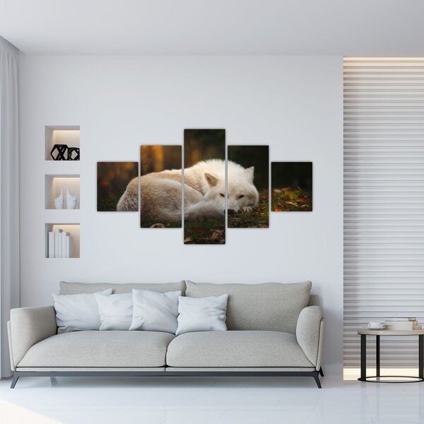 Obraz - Odpočívající vlk (125x70 cm)