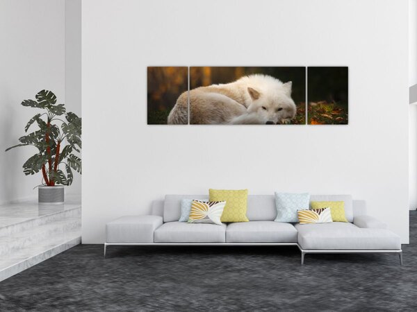 Obraz - Odpočívající vlk (170x50 cm)