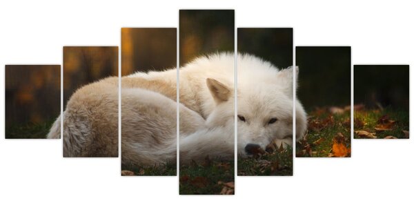 Obraz - Odpočívající vlk (210x100 cm)