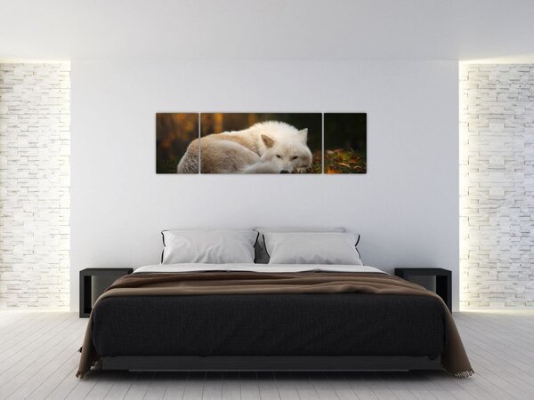 Obraz - Odpočívající vlk (170x50 cm)