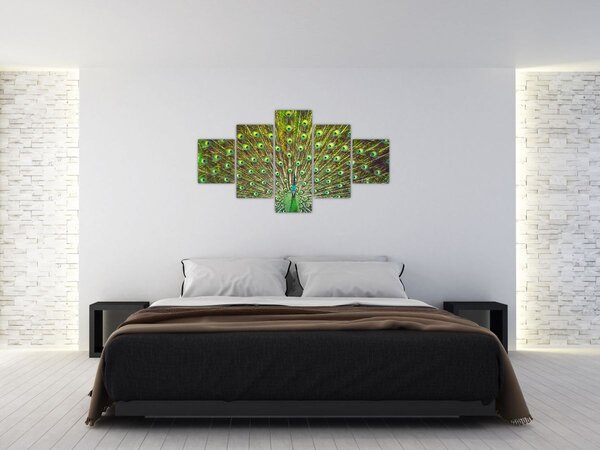 Obraz - Páv (125x70 cm)