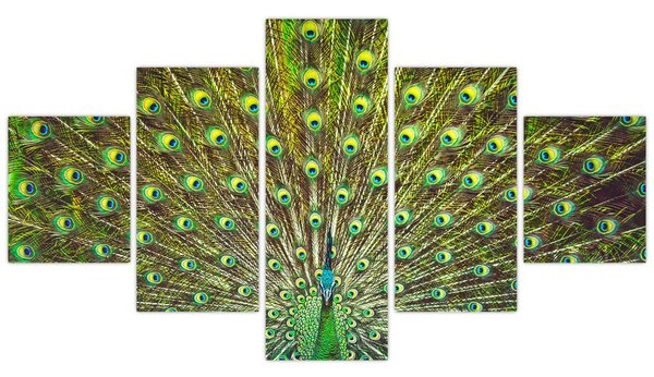 Obraz - Páv (125x70 cm)