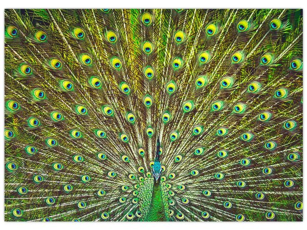 Obraz - Páv (70x50 cm)