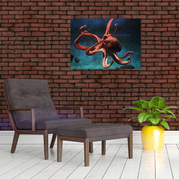 Obraz - Chobotnice (70x50 cm)