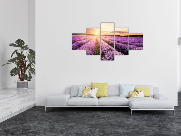 Obraz - Východ slunce v levandulovém poli (125x70 cm)