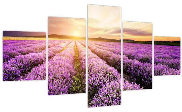 Obraz - Východ slunce v levandulovém poli (125x70 cm)