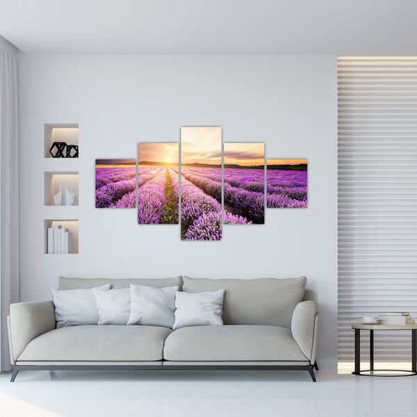 Obraz - Východ slunce v levandulovém poli (125x70 cm)