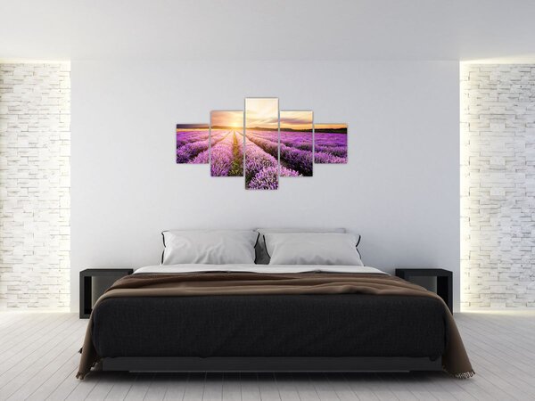 Obraz - Východ slunce v levandulovém poli (125x70 cm)
