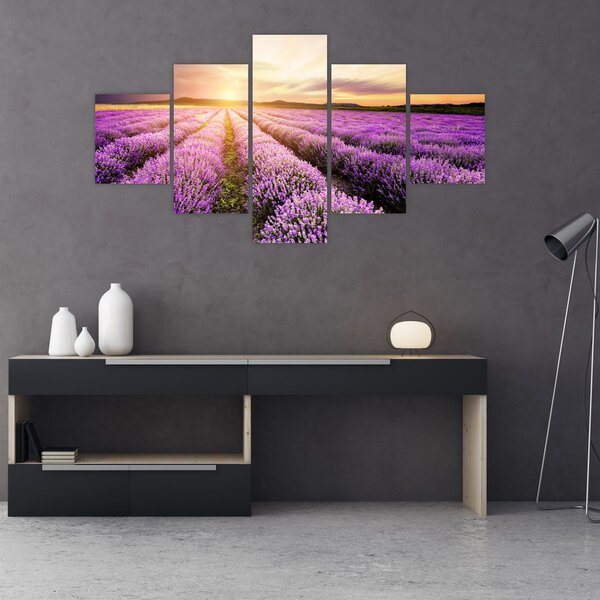 Obraz - Východ slunce v levandulovém poli (125x70 cm)