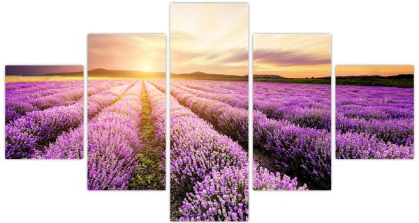 Obraz - Východ slunce v levandulovém poli (125x70 cm)
