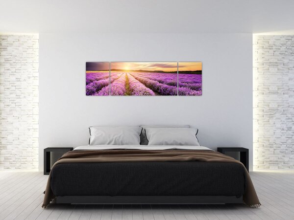 Obraz - Východ slunce v levandulovém poli (170x50 cm)