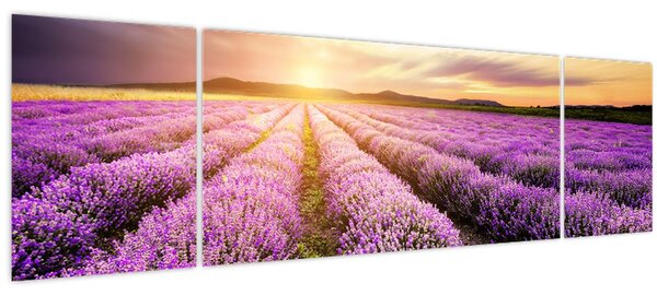 Obraz - Východ slunce v levandulovém poli (170x50 cm)