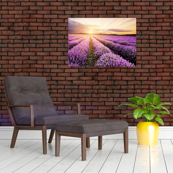 Obraz - Východ slunce v levandulovém poli (70x50 cm)