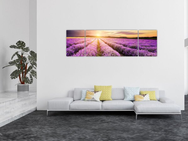 Obraz - Východ slunce v levandulovém poli (170x50 cm)