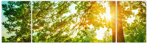 Obraz - Slunečný les (170x50 cm)
