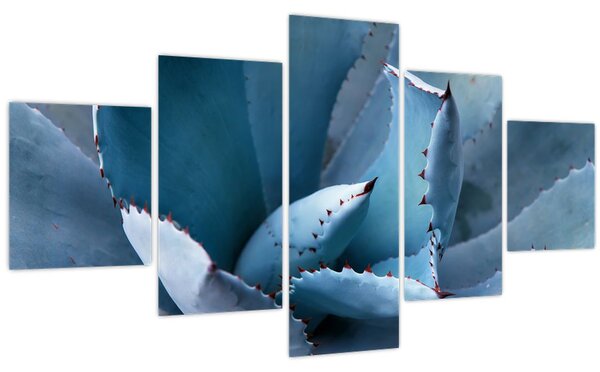 Obraz - Agáve (125x70 cm)