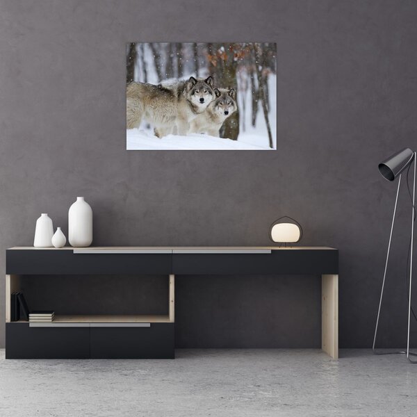 Obraz - Vlci v zimě (70x50 cm)