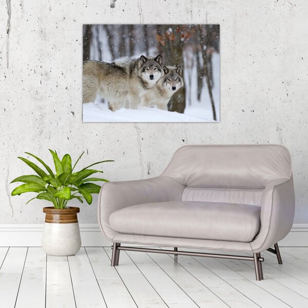 Obraz - Vlci v zimě (70x50 cm)