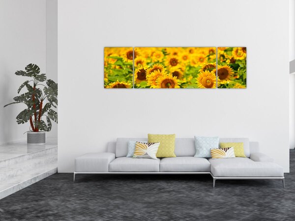 Obraz - Slunečnice (170x50 cm)