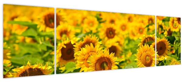 Obraz - Slunečnice (170x50 cm)