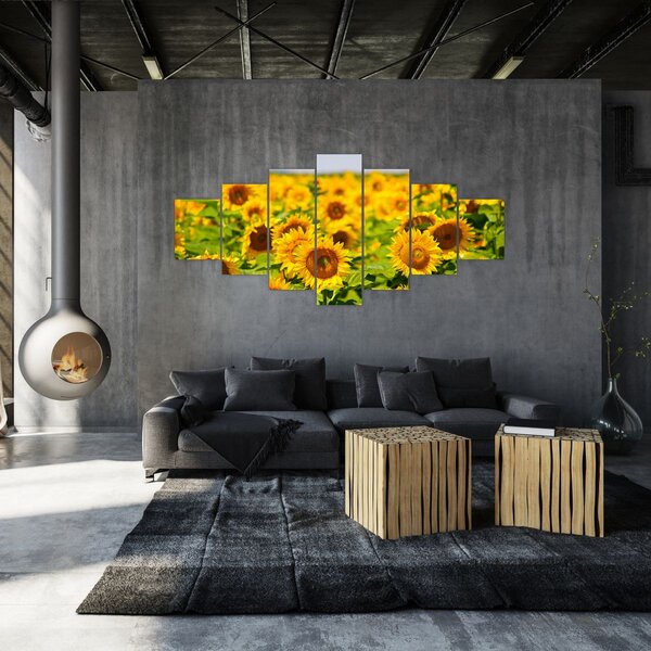 Obraz - Slunečnice (210x100 cm)