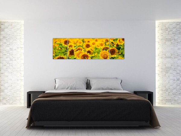 Obraz - Slunečnice (170x50 cm)
