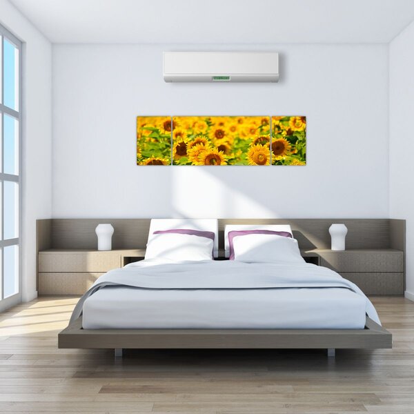 Obraz - Slunečnice (170x50 cm)