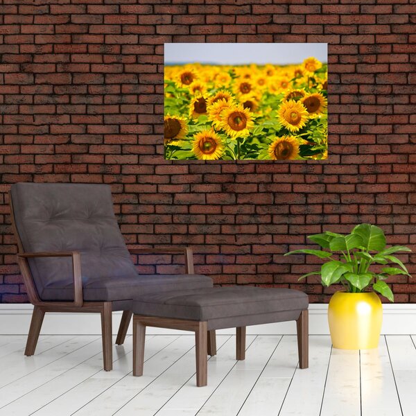 Obraz - Slunečnice (70x50 cm)