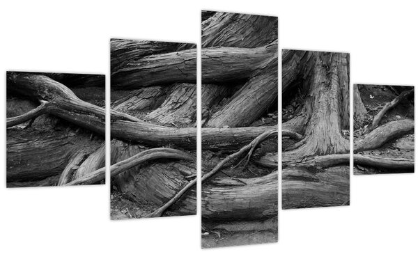 Obraz - Kořeny stromu (125x70 cm)