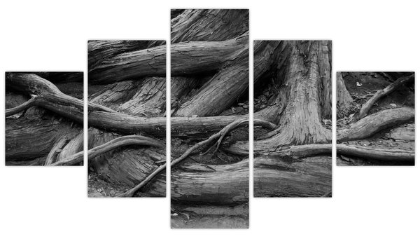Obraz - Kořeny stromu (125x70 cm)